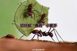 蚂蚁世界探秘：高效分工与生存智慧，带你走进微观社会的神奇运转