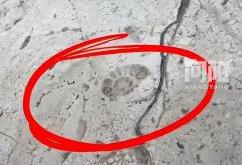 小孩哥竟然在酒店窗台发现化石