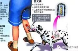悲剧！居民因自家狗咬伤感染狂犬病不幸离世