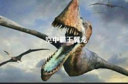 火刺眼蜥蜴，沙漠中的神秘生物及其生存智慧
