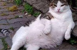 会说话的Tom猫，虚拟宠物的互动魅力与技术揭秘