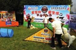 宠物运动会，欢乐、健康与友谊的盛会
