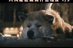 忠诚与爱，一条狗的故事