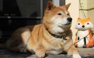 柴犬币购买指南，从入门到精通的完整攻略