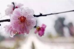 春水初生，桃花始盛 探索上巳节的古老风俗