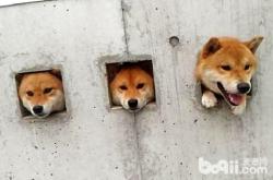 柴犬币购买指南，从入门到精通