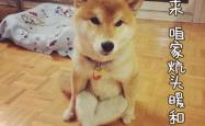 轻松入门，如何购买柴犬币的简易指南