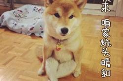 轻松入门，如何购买柴犬币的简易指南