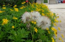 忘忧草官网使用全攻略：轻松下载安装与核心功能体验，解决心理健康管理难题