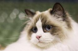魔力猫：聪明通人性的猫咪如何带来快乐与陪伴，饲养训练全指南