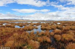 探索黑色沼泽：揭秘神秘湿地生态系统的形成、分布与保护
