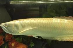 泡泡鱼养殖全攻略：从品种选择到繁殖技巧，轻松养出健康优雅的水泡金鱼