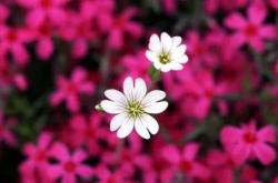 花语月：解锁每月花卉背后的情感密码与文化寓意