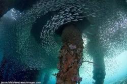 闪电豹的生存智慧与保护：揭秘热带雨林顶级掠食者的神秘踪迹