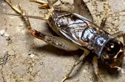 蟋蟀15养殖全攻略：从饲养到销售，轻松掌握高蛋白昆虫养殖技巧