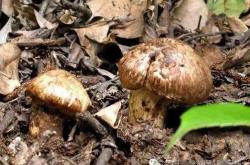 烈焰菇种植方法全揭秘：从深山珍品到餐桌美味的便捷培育指南