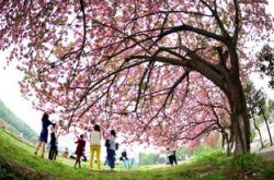 樱花校园联机版下载安装与联机攻略：轻松畅玩多人校园生活，告别孤独游戏体验