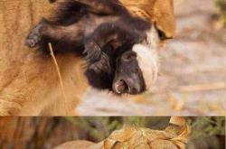 丛林大反攻：重温童年欢乐，探索动物团结反抗的精彩故事