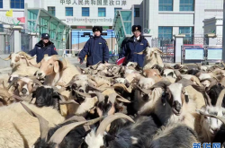 安徽市监局专班处理三只羊槽头肉事件，监管升级，保障食品安全