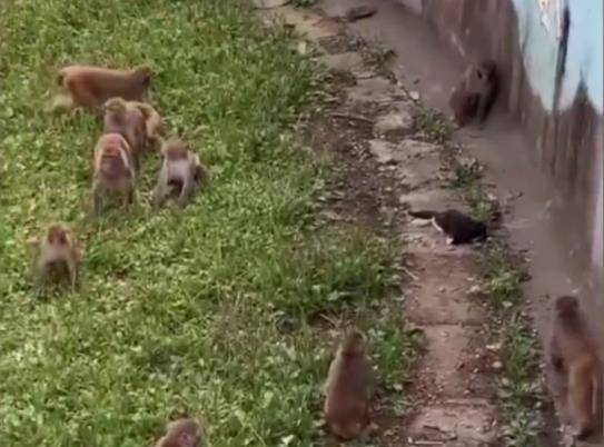 黔灵山猴群对女游客的骚扰事件，探讨与自然的和谐共存