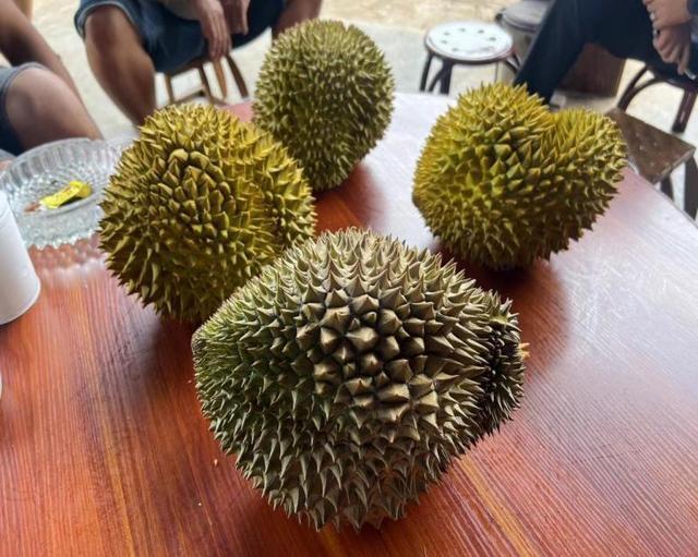 金枕榴莲在云南试种成功，热带水果的新篇章