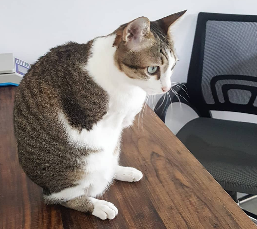 女子与流浪猫贴贴不慎被咬伤眼部