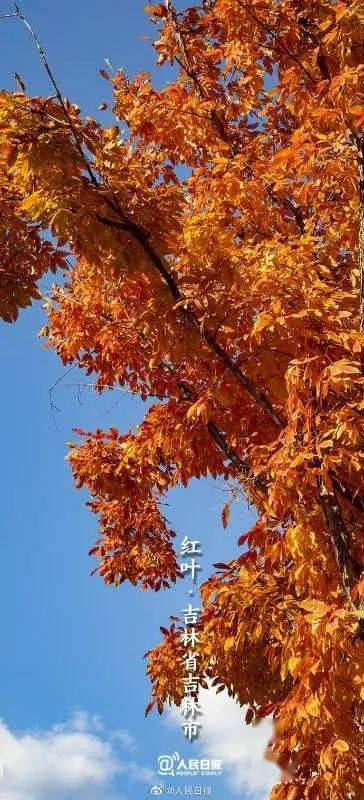 各地陆续进入赏秋季——秋日画卷的绽放与感悟
