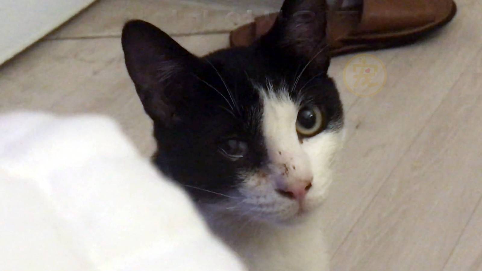 流浪猫被喂食物后带孩子找上门，人类与动物间奇妙的情感纽带