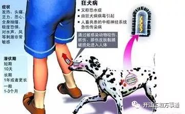 悲剧!居民因自家狗咬伤感染狂犬病不幸离世 悲剧!居民因自家狗咬伤感染狂犬病不幸离世