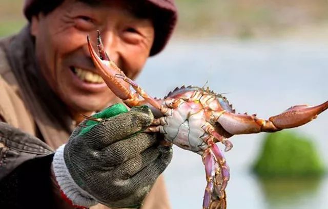 青岛海域螃蟹扎堆现象揭秘，一网打尽百斤蟹的背后