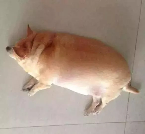 年猪宴上的悲剧，狗狗偷吃猪肉撑死的启示