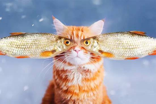 飞天忍者猫，探索猫咪的神秘世界与护理技巧