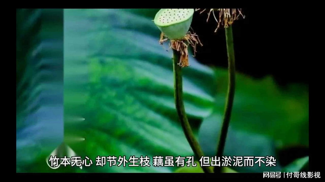 忘忧草看片，心灵的疗愈之旅