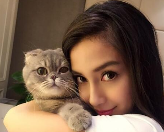 猫咪破解版，虚拟世界的宠物养成与现实生活的爱宠情怀