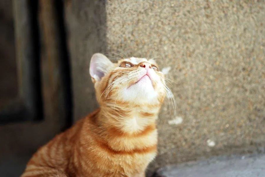 猫咪破解版,揭秘猫咪行为背后的科学与情感 猫咪破解版,揭秘猫咪行为背后的科学与情感
