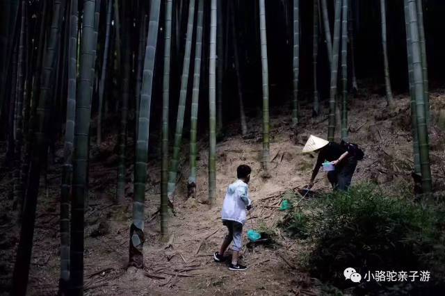 野战摄影，捕捉自然之美的冒险之旅