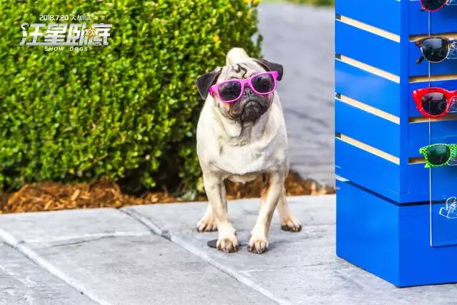 萌犬的花海奇缘，小狗与美丽的鲜花之间的不解之缘