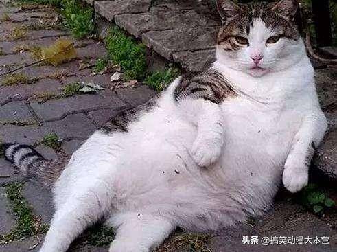会说话的Tom猫，虚拟宠物的互动魅力与技术揭秘