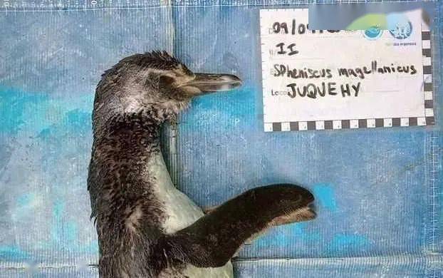 谁杀死了知更鸟，探索环境破坏与生物多样性危机