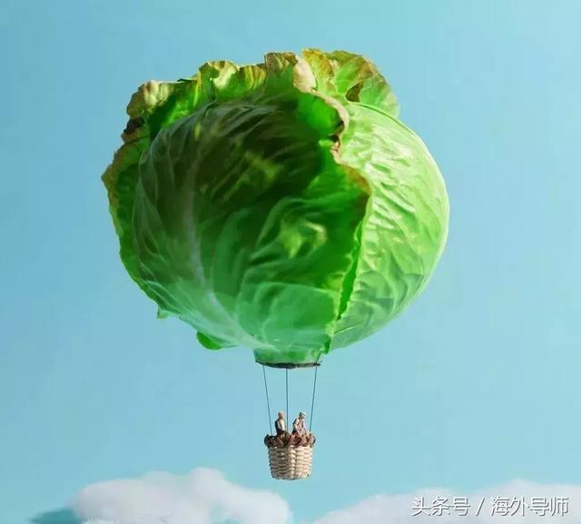 卷心菜梗，网络文化中的幽默与智慧