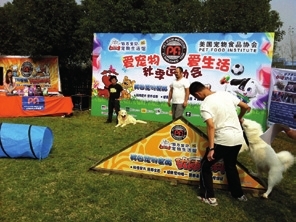 宠物运动会，欢乐、健康与友谊的盛会