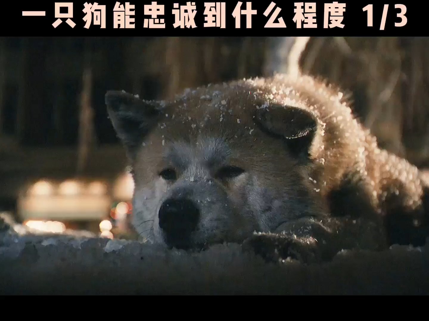 忠诚与爱，一条狗的故事