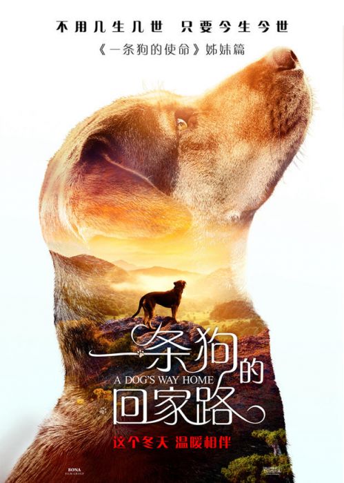 忠诚与爱，一条狗的非凡旅程