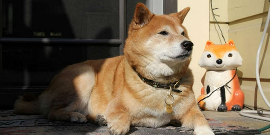 柴犬币购买指南，从入门到精通的完整攻略