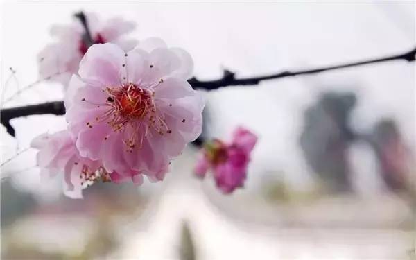 春水初生，桃花始盛 探索上巳节的古老风俗