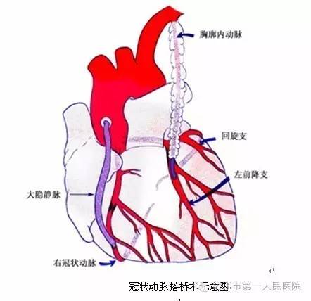 探索生命之源，创刻的动脉—血液循环系统