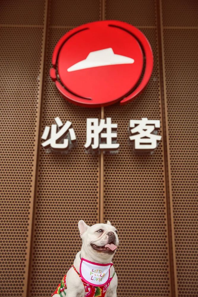 霹雳酷乐猫，现代科技的萌宠，家庭娱乐的新宠儿