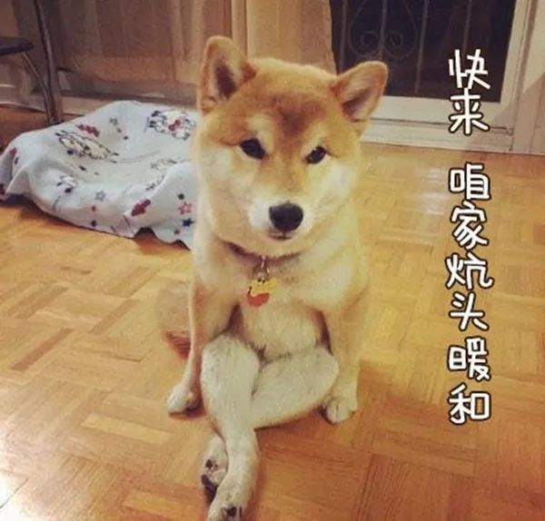 轻松入门，如何购买柴犬币的简易指南