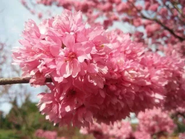 花季V302，解锁青春密码，绽放人生光彩