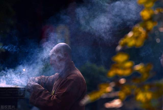 探索野性之心的活力根须，自然与生命的交织